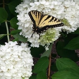 Meet your Posher, Melanie